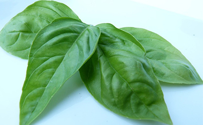 Exotic Basil Essential Oil