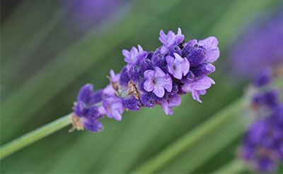 Lavender Essential Oil Spain