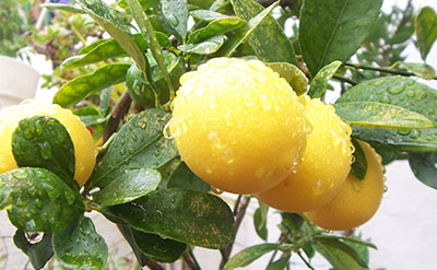 Limonella Oil