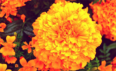 Tagetes Madagascar Essential Oil