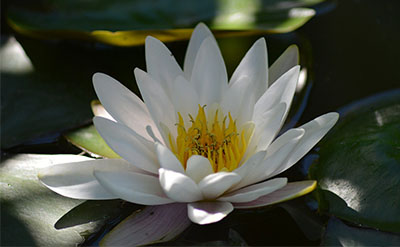 Water Lily Absolute